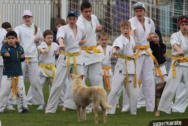 Даже местные собаки контролируют тренировочный процесс ;) Даже местные собаки контролируют тренировочный процесс ;)