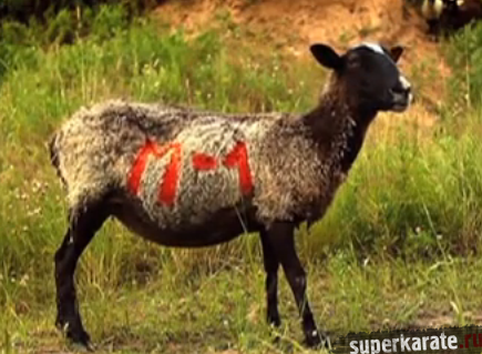 Креатив от телеканала Боец